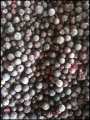 Ribes