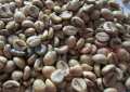 Robusta kahvesi