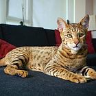 The Most Expensive Cat In The World