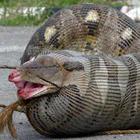 If a Python eats a sheep  