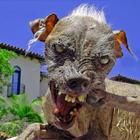 The Ugliest Dog in The World