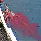 The Most Odd Creatures In Nature