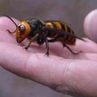 Giant Insects That Actually Exist