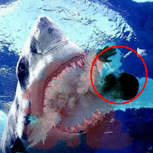 Sickest Shark Attack Pics