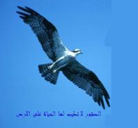 صورة رمزية الــصقر