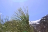 Plant in Himalaya
