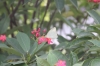 Butterfly in the garden