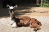 Lama