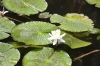 Lotus Flower
