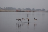 Birds over the Yamuna River