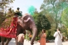 Elephant 