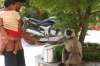 Ashram Monkey 
