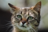 Cats as Pets