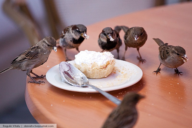Праздник желудка